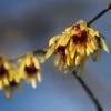 Chimonanthus Praecox