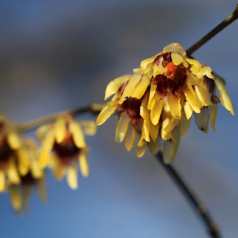 Chimonanthus Praecox 1 Chimonanthus Praecox