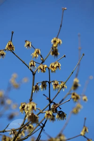 Chimonanthus Praecox 2 Chimonanthus Praecox - Image 2