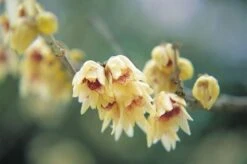 Chimonanthus Praecox 6 Chimonanthus Praecox -Plants Shop pl0000000820 card3 lg