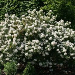 Plants Shop -Plants Shop pl0000000823 card2 lg