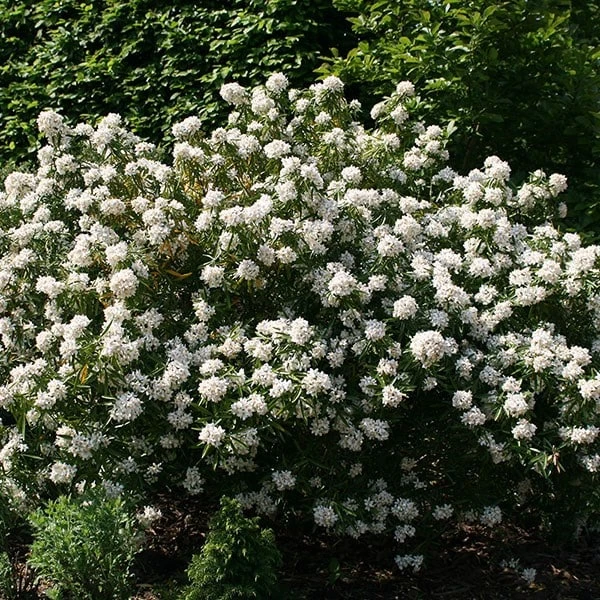 Choisya × Dewitteana 'Aztec Pearl' 2 Choisya × Dewitteana 'Aztec Pearl' - Image 2