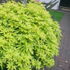 Choisya Ternata Sundance ('Lich') -Plants Shop pl0000000824 card3 lg