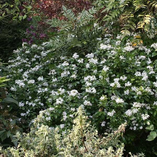 Choisya Ternata 2 Choisya Ternata - Image 2