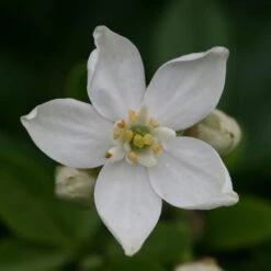 Choisya Ternata 6 Choisya Ternata -Plants Shop pl0000000825 card3 lg