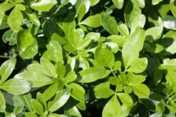 Choisya Ternata 7 Choisya Ternata -Plants Shop pl0000000825 card4 lg