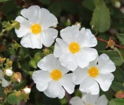 Cistus × Hybridus -Plants Shop pl0000000832 card3 lg