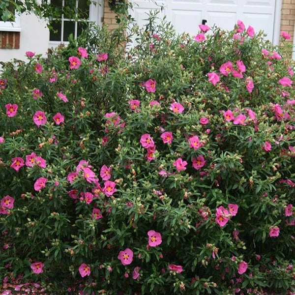 Cistus × Purpureus 2 Cistus × Purpureus - Image 2