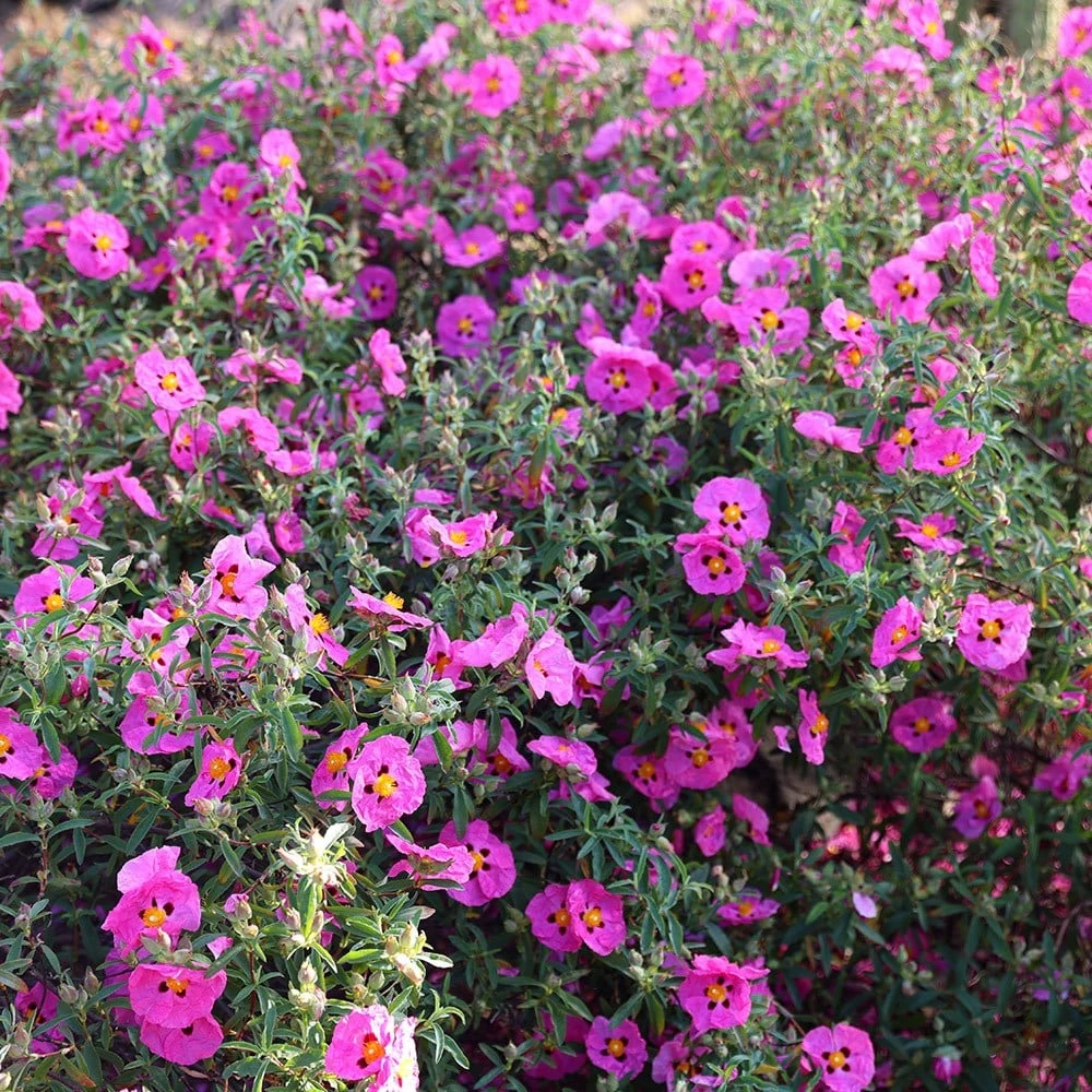 Cistus × Purpureus 3 Cistus × Purpureus - Image 3