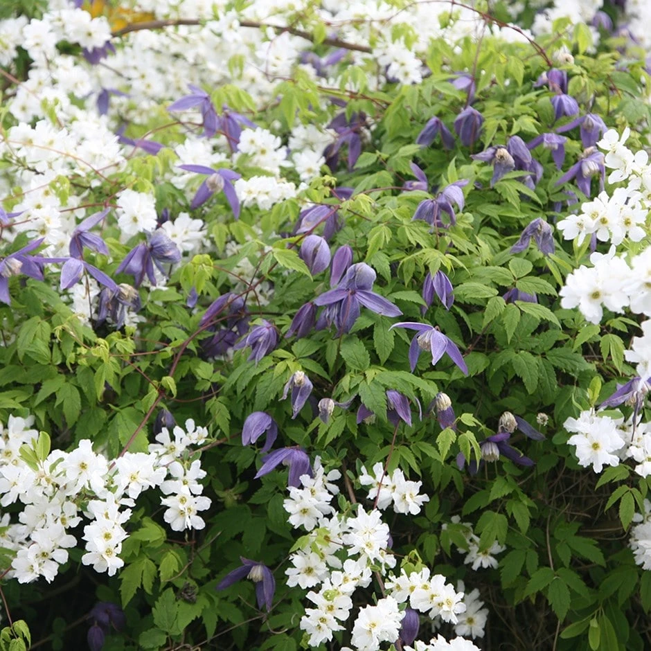 Clematis 'Frankie' 1 Clematis 'Frankie'