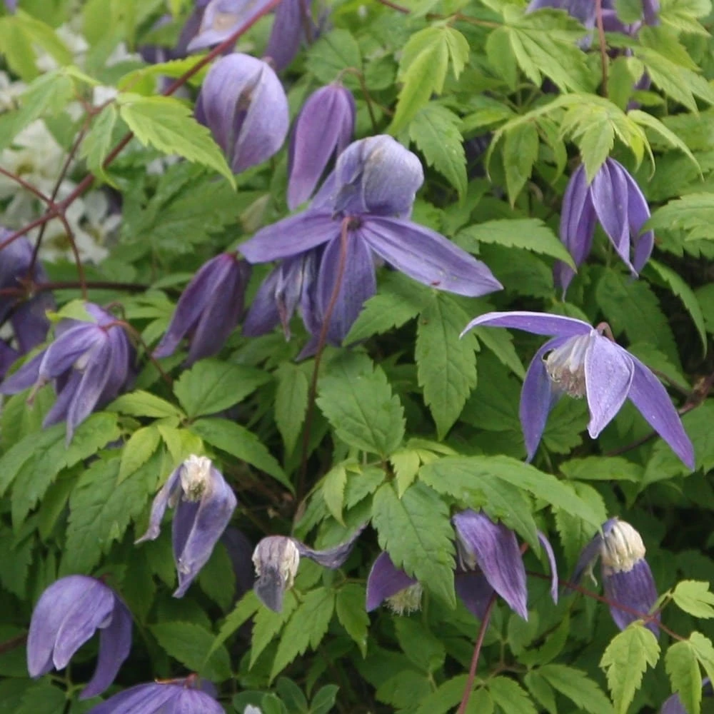 Clematis 'Frankie' 2 Clematis 'Frankie' - Image 2