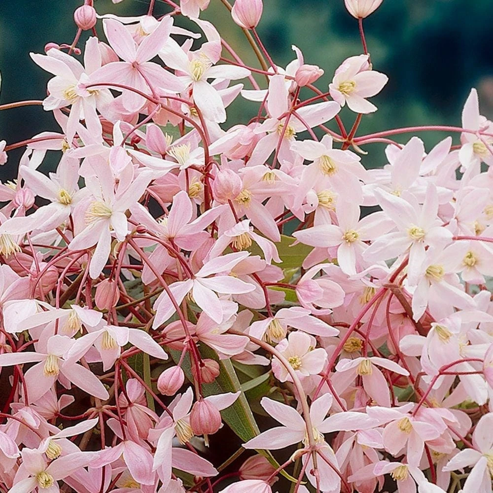 Clematis 'Apple Blossom' 2 Clematis 'Apple Blossom' - Image 2