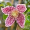 Clematis Cirrhosa Var. Purpurascens 'Freckles'