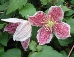 Clematis Cirrhosa Var. Purpurascens 'Freckles' -Plants Shop pl0000000872 card3 lg