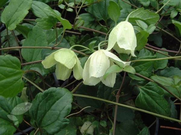 Clematis Cirrhosa 'Wisley Cream' 2 Clematis Cirrhosa 'Wisley Cream' - Image 2
