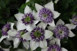 Clematis Florida Var. Florida 'Sieboldiana' 11 Clematis Florida Var. Florida 'Sieboldiana' -Plants Shop pl0000000882 card6 lg