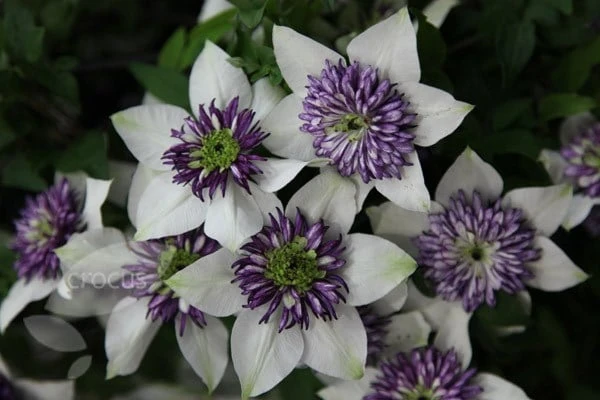 Clematis Florida Var. Florida 'Sieboldiana' 6 Clematis Florida Var. Florida 'Sieboldiana' - Image 6
