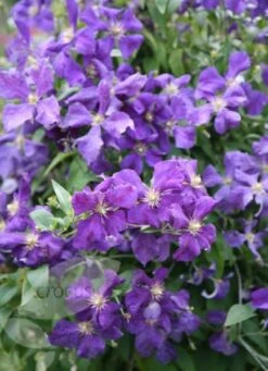 Clematis 'Jackmanii' -Plants Shop pl0000000891 card3 lg