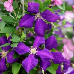 Clematis 'Jackmanii' -Plants Shop pl0000000891 card4 lg