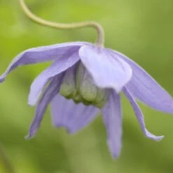 Clematis Macropetala 7 Clematis Macropetala -Plants Shop pl0000000893 card4 lg