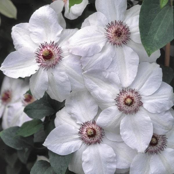 Clematis 'Miss Bateman' 2 Clematis 'Miss Bateman' - Image 2