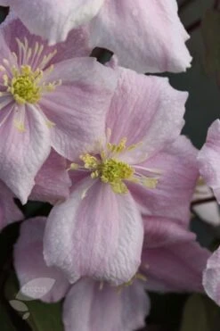 Clematis 'Elizabeth' 5 Clematis 'Elizabeth' -Plants Shop pl0000000901 card3 lg