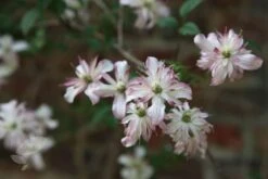 Clematis 'Marjorie' -Plants Shop pl0000000902 card3 lg