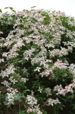 Clematis 'Marjorie' -Plants Shop pl0000000902 card4 lg