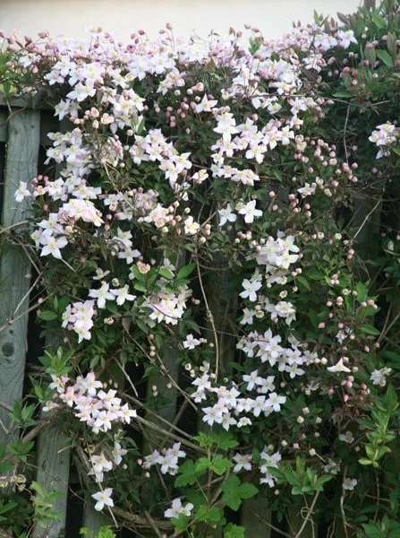 Clematis Montana Var. Rubens 'Pink Perfection' 2 Clematis Montana Var. Rubens 'Pink Perfection' - Image 2