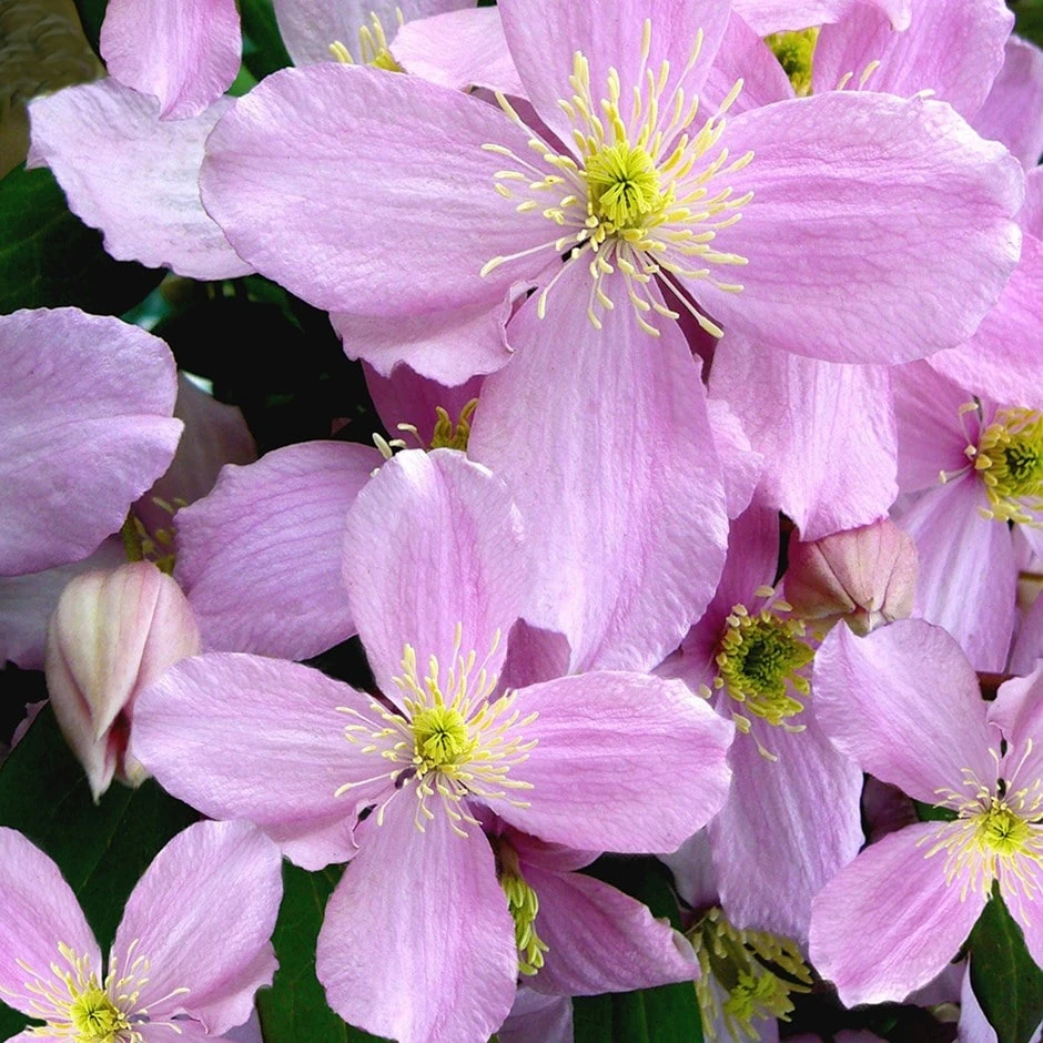 Clematis Montana Var. Rubens 'Tetrarose' 1 Clematis Montana Var. Rubens 'Tetrarose'