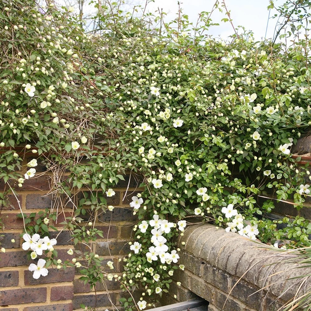 Clematis Montana Var. Grandiflora 2 Clematis Montana Var. Grandiflora - Image 2