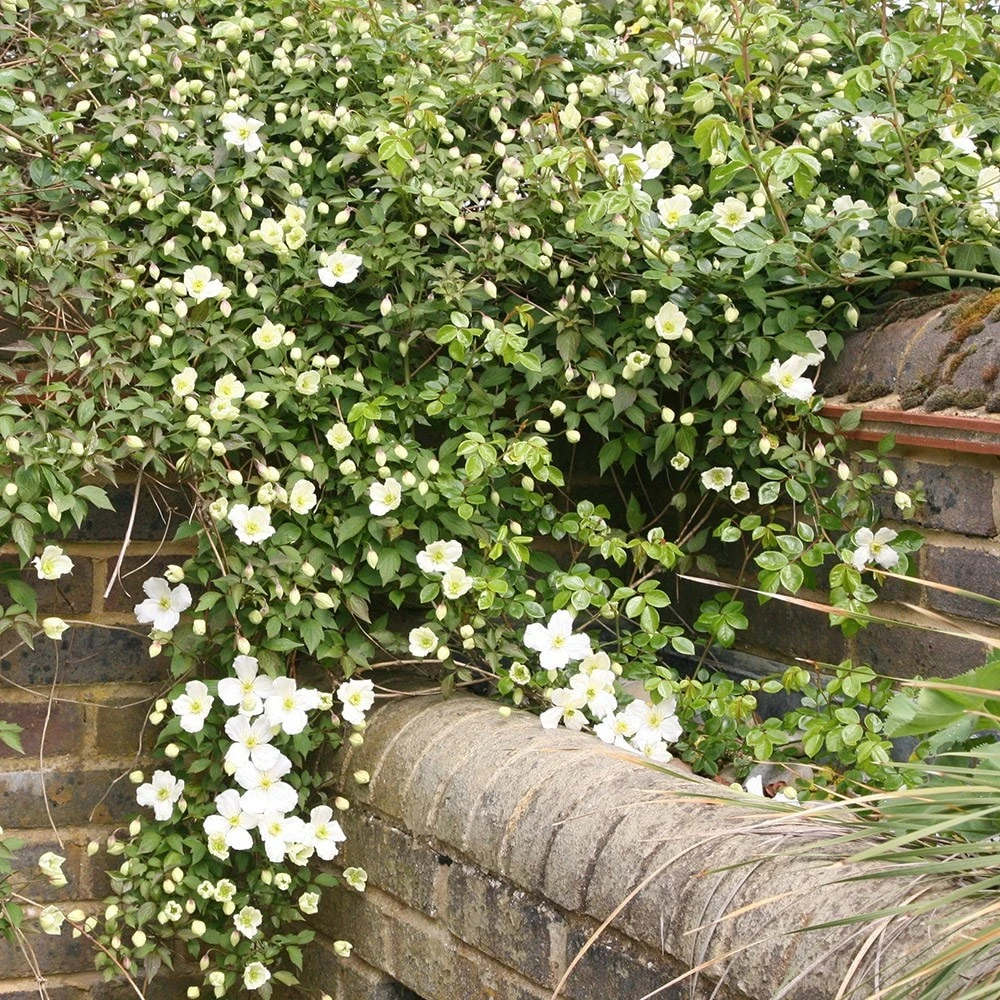 Clematis Montana Var. Grandiflora 3 Clematis Montana Var. Grandiflora - Image 3