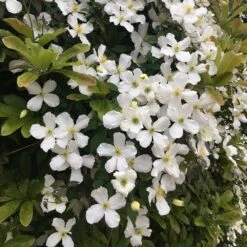 Clematis Montana Var. Grandiflora 7 Clematis Montana Var. Grandiflora -Plants Shop pl0000000905 card4 lg