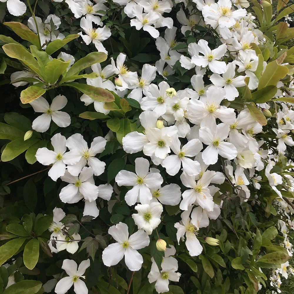 Clematis Montana Var. Grandiflora 4 Clematis Montana Var. Grandiflora - Image 4