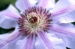 Clematis 'Nelly Moser' 6 Clematis 'Nelly Moser' -Plants Shop pl0000000909 card3 lg