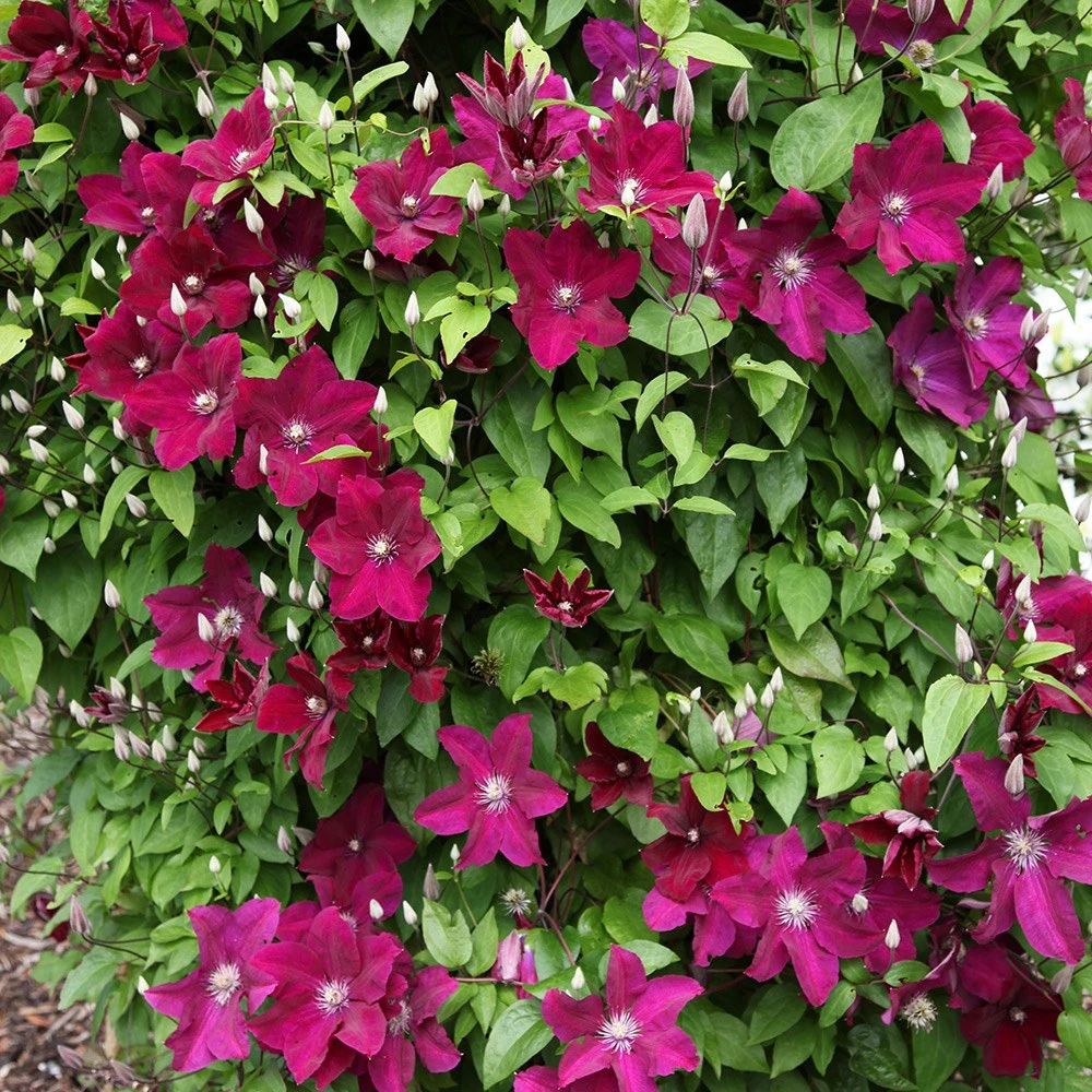 Clematis 'Rouge Cardinal' 2 Clematis 'Rouge Cardinal' - Image 2