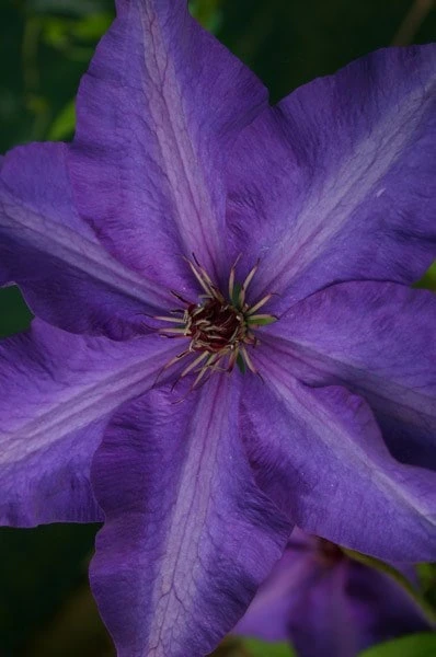 Clematis 'The President' 3 Clematis 'The President' - Image 3