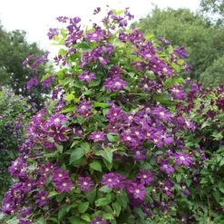Clematis 'Étoile Violette' -Plants Shop pl0000000925 card3 lg