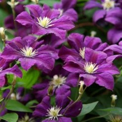 Clematis 'Étoile Violette' -Plants Shop pl0000000925 card4 lg