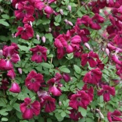 Clematis 'Kermesina' -Plants Shop pl0000000926 card3 lg