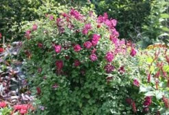 Clematis 'Kermesina' -Plants Shop pl0000000926 card4 lg