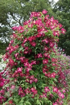 Clematis 'Madame Julia Correvon' 7 Clematis 'Madame Julia Correvon' -Plants Shop pl0000000927 card4 lg