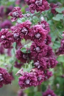 Clematis 'Purpurea Plena Elegans' -Plants Shop pl0000000928 card3 lg