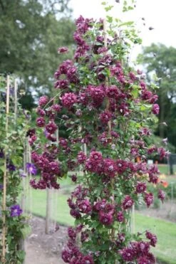 Clematis 'Purpurea Plena Elegans' -Plants Shop pl0000000928 card4 lg