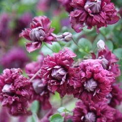 Clematis 'Purpurea Plena Elegans' -Plants Shop pl0000000928 card5 lg