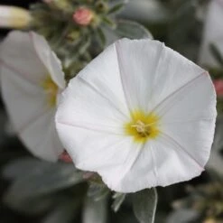Convolvulus Cneorum
