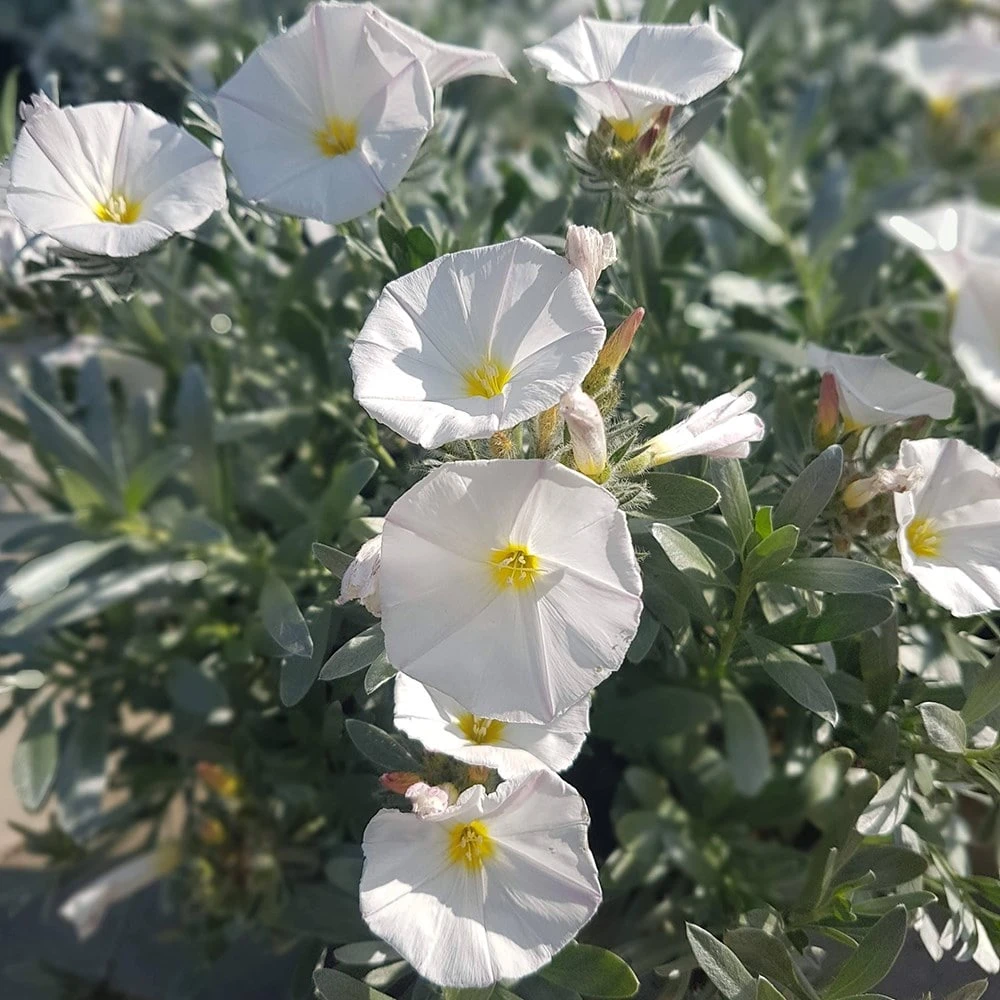 Convolvulus Cneorum 2 Convolvulus Cneorum - Image 2