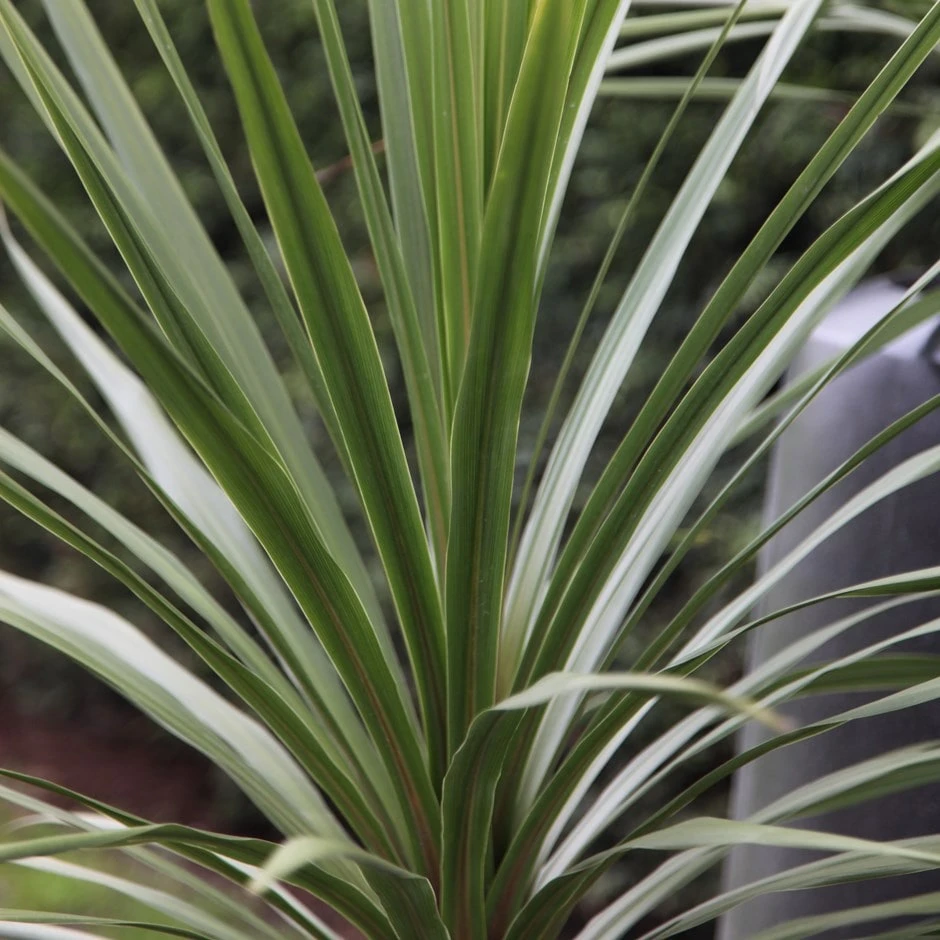Cordyline Australis 1 Cordyline Australis