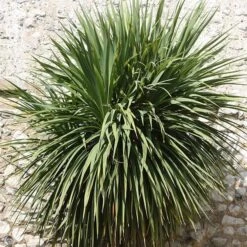 Cordyline Australis 5 Cordyline Australis -Plants Shop pl0000000943 card3 lg