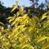 Cornus Alba 'Aurea'